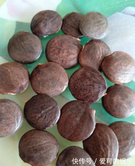 郊游看到3种种子,带回家种在花盆里,养成漂亮小盆景,美哉