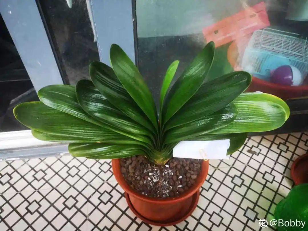 蟹爪兰|长寿花换盆，切忌越换越大，一直用小盆养才好！