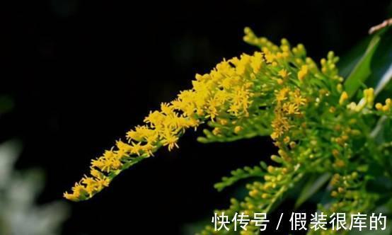 又见外来物种入侵!浙江出现“植物杀手”,外表迷人却危害极大