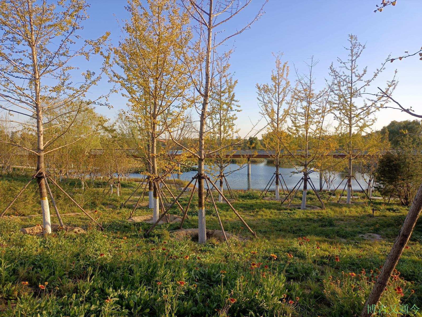 老年|温榆河公园示范区东园,园内的金色光芒撒在大地上