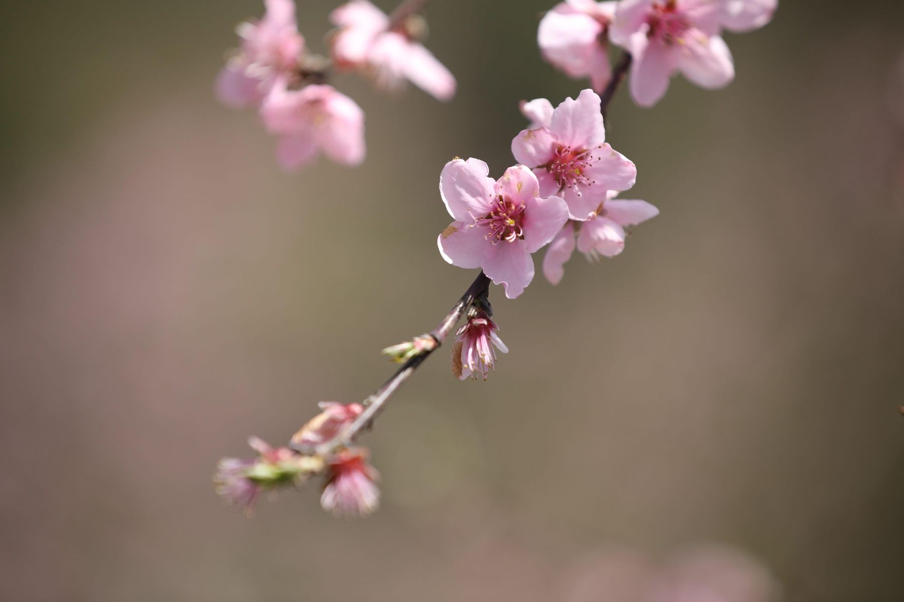 |盛家坝：桃花明媚暖二官