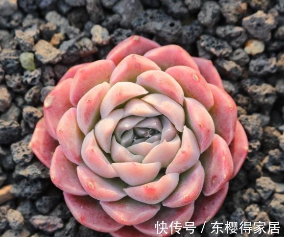 院子|持续高温,院子里的多肉叶子都扁瘪了,一场雨水,恢复生长