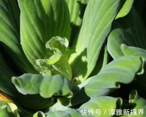 大红花|室内“3种花”一碰水就狂长,天天放厕所,日日都赏“大红花”