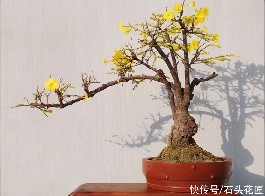  开花|冬天“装死”的4种花，过冬不用管，明年早早就“开花”