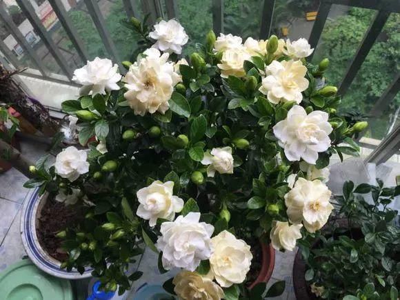 3种花春天别乱剪，乱剪不开花，影响一整年！