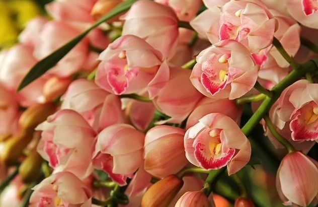 三文鱼|喜欢养花,不如养盆网球花,花色艳丽,花开密集四射如球,特别美