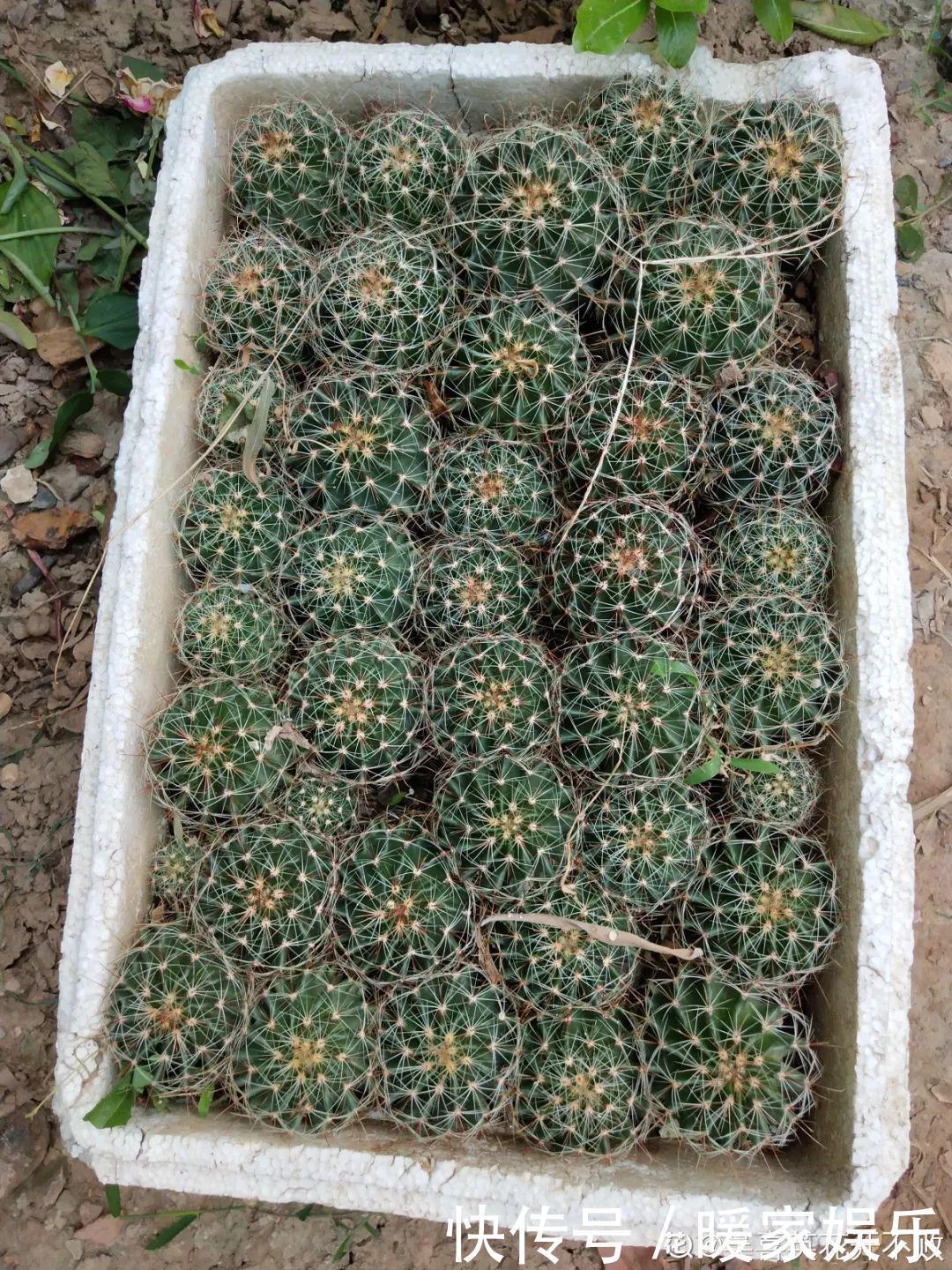 6种多肉太难养,赶紧留个种,省得每年都要重新买!