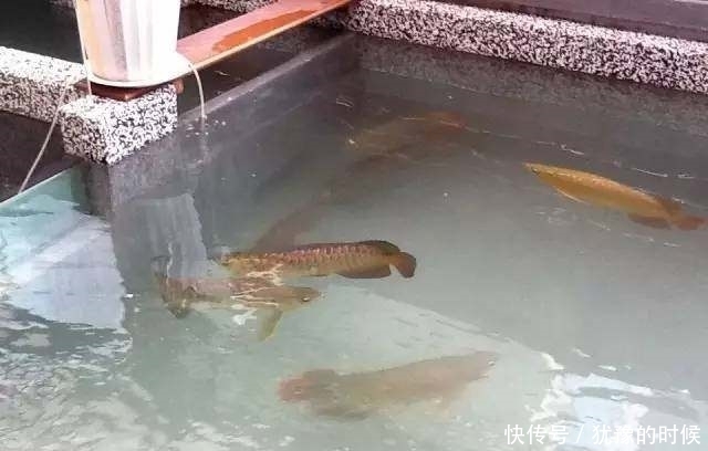 鱼缸和池还可以这样结合?只能说很有想法,有钱我也搞一个!