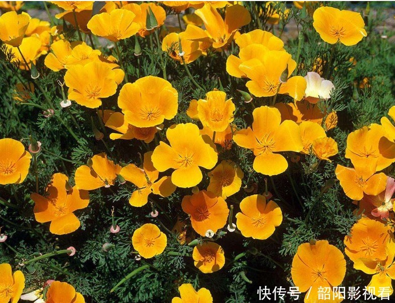 此花花形呈扇形,花瓣本身还泛着丝绸的光泽,让人忍不住驻足停留