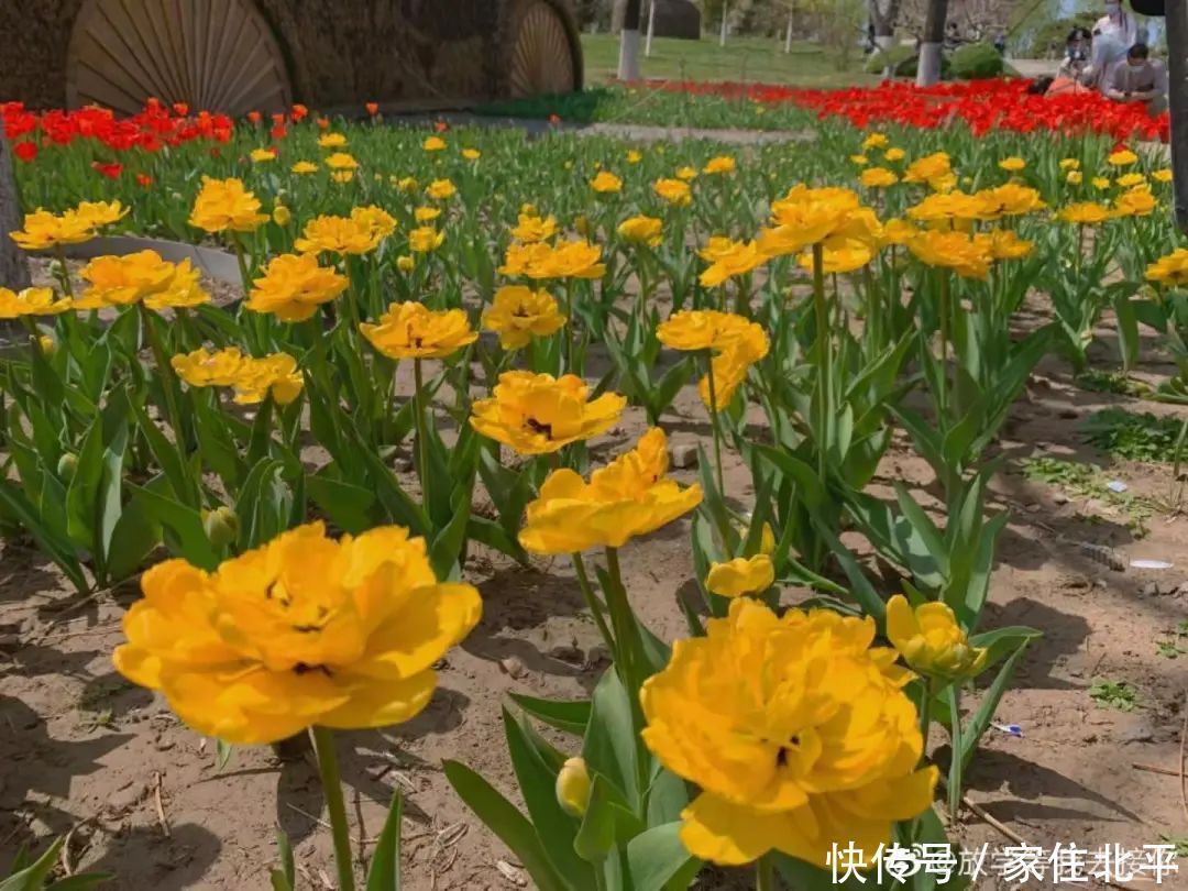 醉美花海！世界花后”正香飘京城，观赏面积超120000㎡！快去打卡