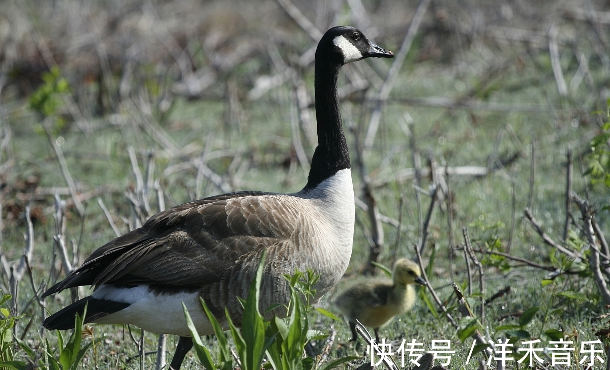 古诗词！一声雁声 一缕乡愁——古诗词中秋天的意象：鸿雁（下）