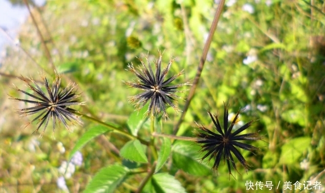 留个意:看到此野草,摘回家炒鸡蛋,作用非常大,现在知道还不晚