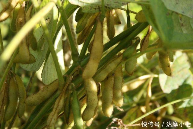天敌|这种食物虽丑,却是高血脂“天敌”,经常吃点,甘油三酯稳定1.5