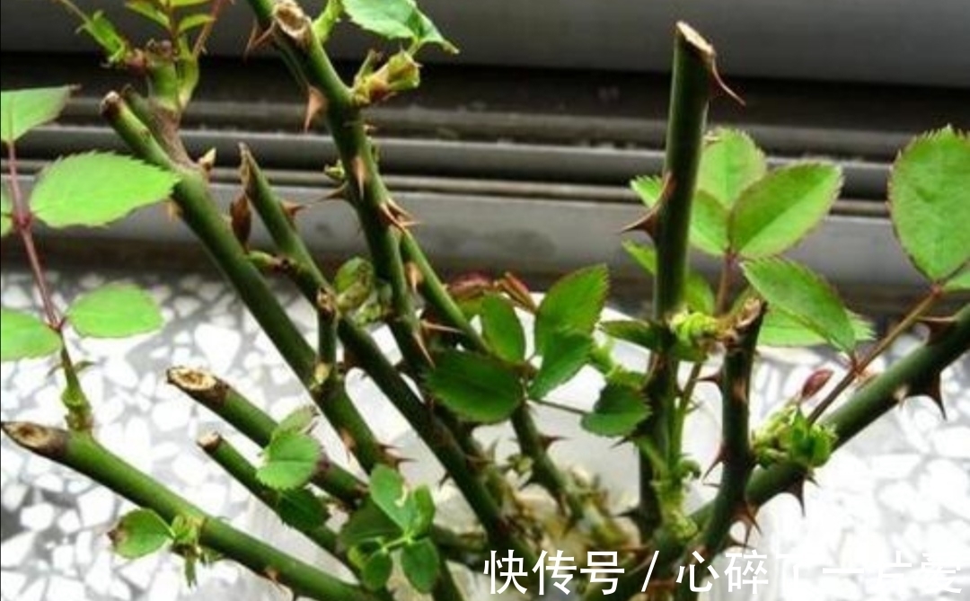 月季冬天也能扦插,只要做好这几个关键点,很快就能生根长新芽