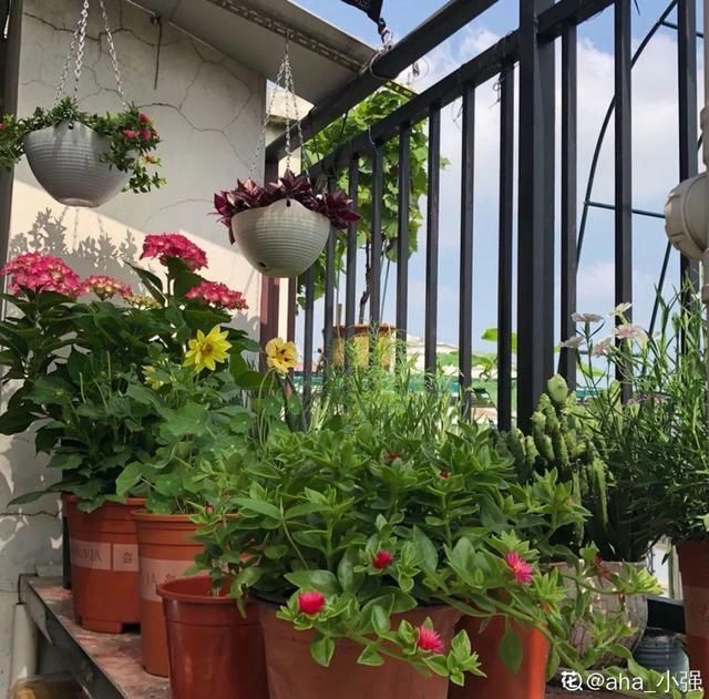 夏天养花,这个地方千万别摆,否则3天死翘翘