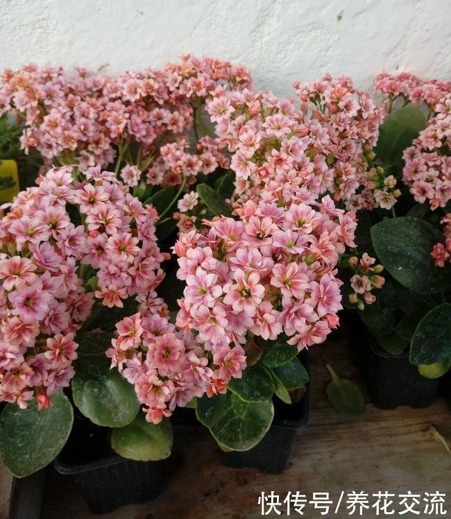 日照|满足短日照的环境,长寿花四季都在开花,神奇的开花型多肉植物