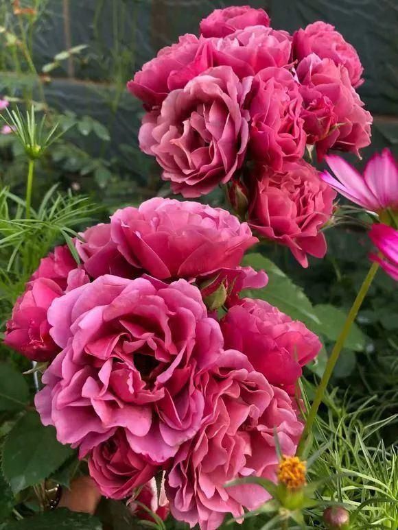 老花匠|老花匠:扔4种“东西”,就是扔钱,比花肥还好用,不花钱!