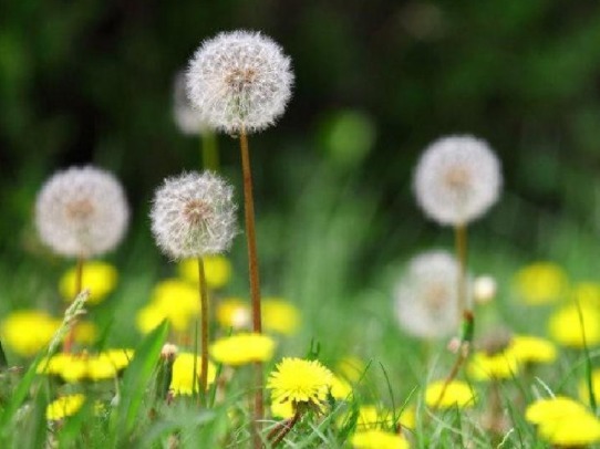 鱼腥草|这三种野菜,被称为女性养肝护肝的''小秘方'',建议女性们都来看看!