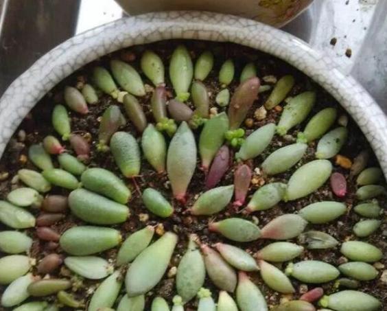 叶插多肉技巧分享掌握4个要点，一片叶子就能生根发芽成株