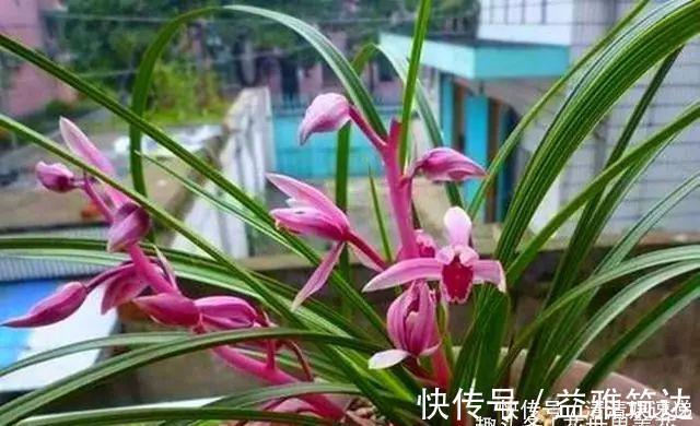 旧筷子养花真不错,直接插在花盆里,这次浇水心里有数了