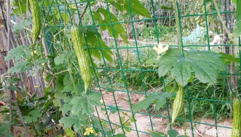 8种不易生虫的蔬菜，不打药照样长的好，家里不缺放心菜了