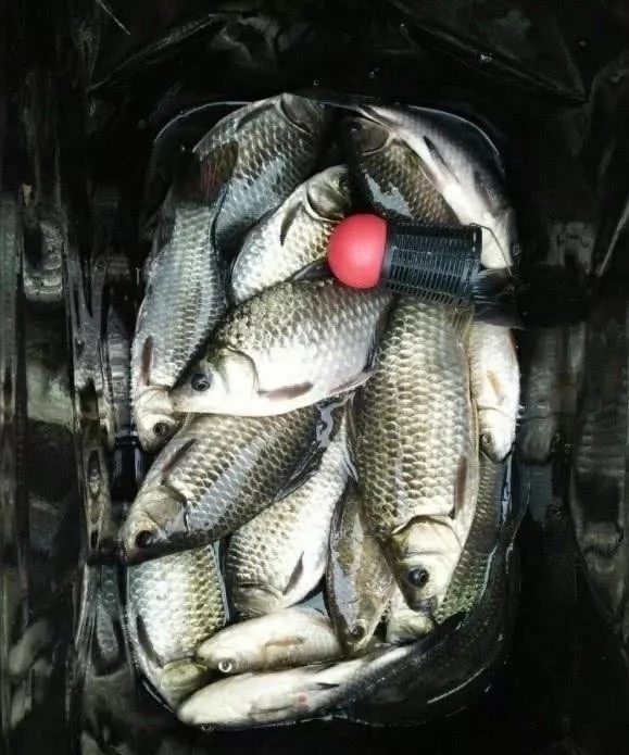 钓位|冬季钓鱼到底该钓多深?弄清楚这3个问题,离爆护就不远了