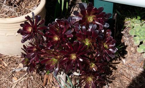 养多肉黑法师,掌握几个要点,颜色漂亮,长得贼快