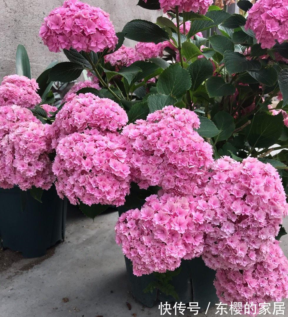 植株|修剪绣球花,早了晚了都不行,这样修剪,植株壮实、花大色艳