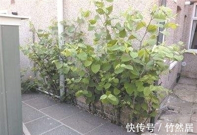 杂草|地上碰见这植物,说啥也要铲掉,不然泛滥后,损失大