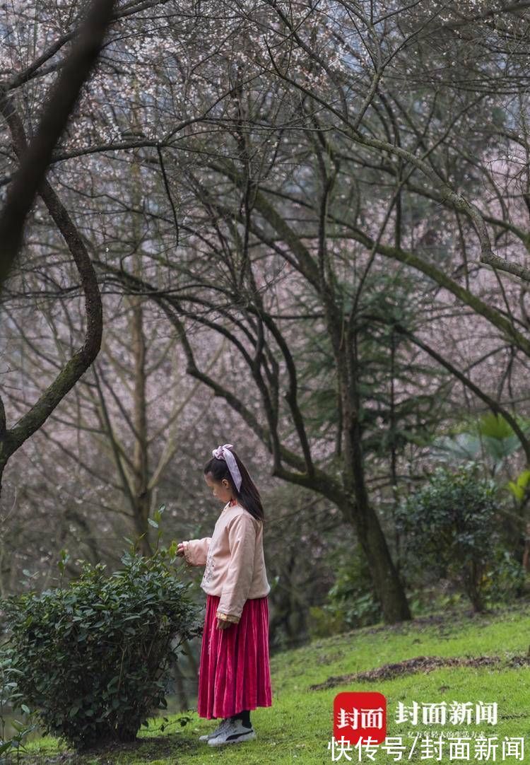 郎骑竹马来|青梅花开满 百花迎春归