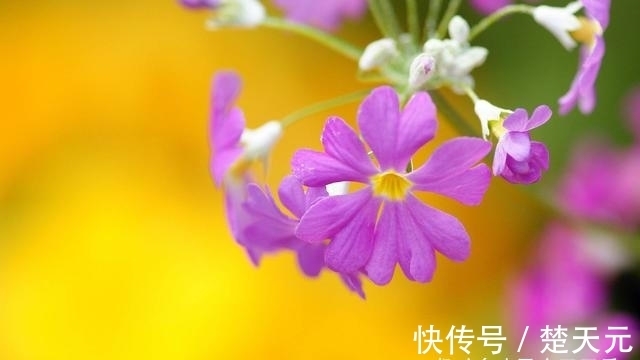 脱单|进入10月以后，桃花旺盛，爱情再来，有望顺利脱单的四大星座