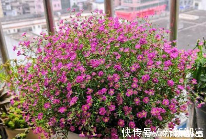 漂亮|4种花便宜漂亮又好养，10元买两盆，两月变成一阳台，天天有花赏