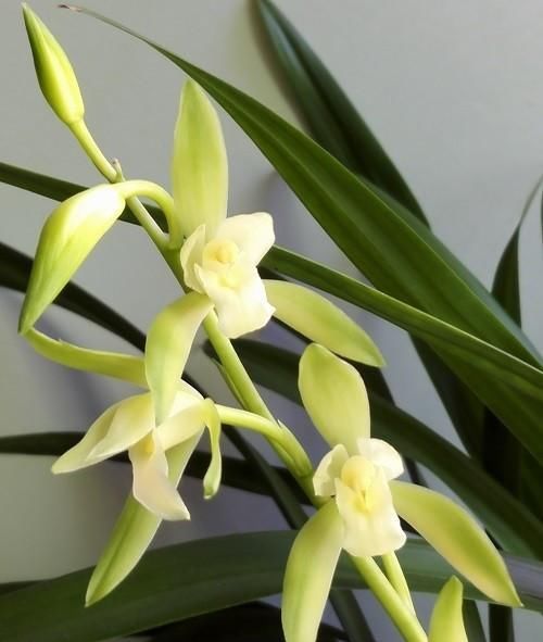  超高|性价比超高的3款兰花，款款精品，大花浓香，栽种容易，四季开花