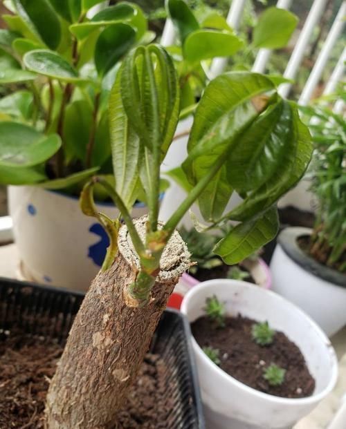 发财树发黄还烂根？水浇错了，换个浇法呼呼疯长，植株苍劲挺拔