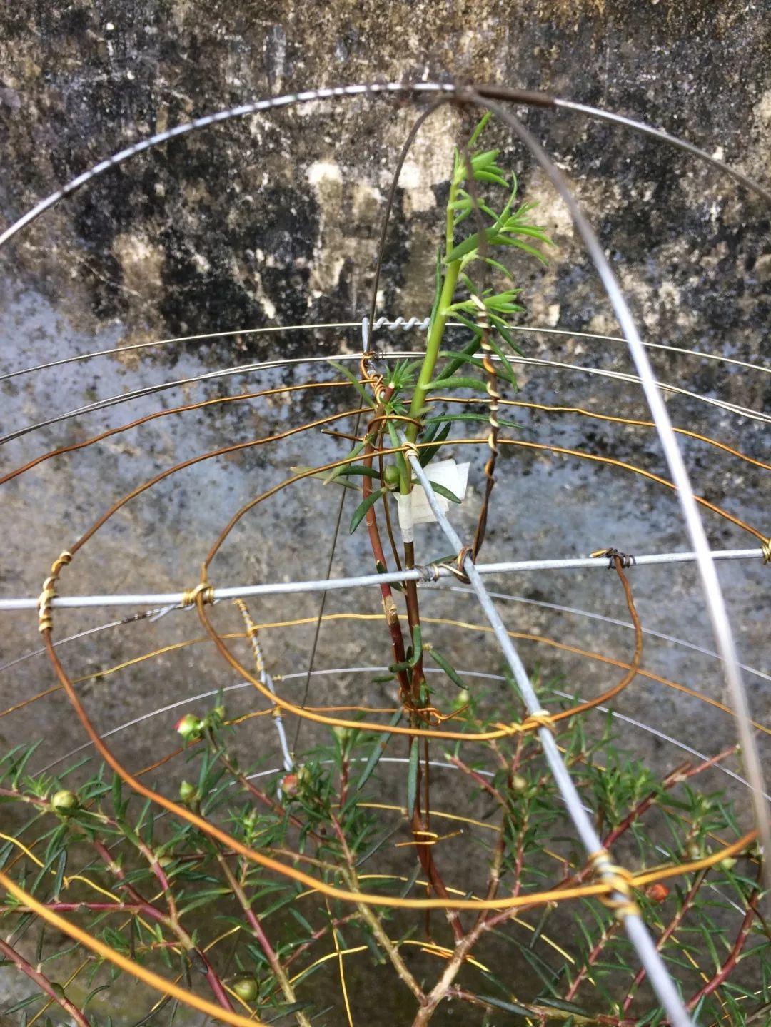 棒棒糖|5块钱一盆的花，养1年变老桩，身价翻了上百倍！