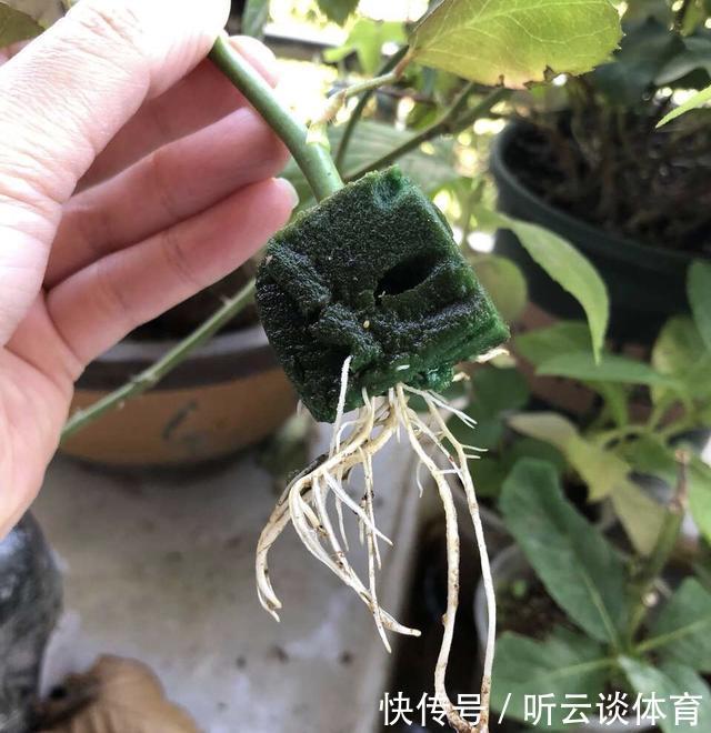 扦插月季不生根？用这捂一捂，过几天“冒白根”，变成月季大户