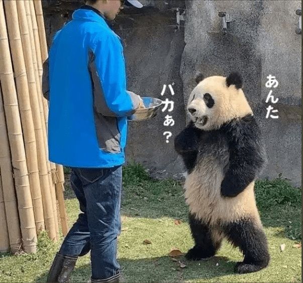 日本网友发现了究极像《EVA》里明日香的胖达！