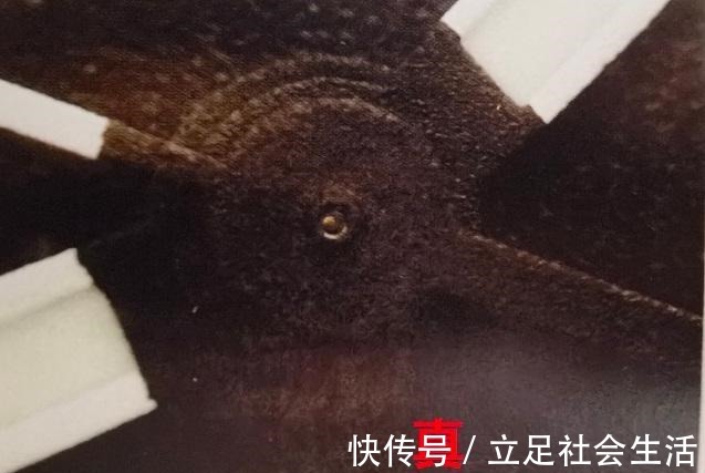 logo 奢侈品鉴定师鉴表宝典,8招教你如何鉴定帝舵手表真假!