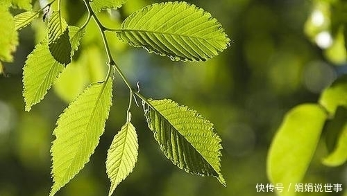 在野外常见的5种树,挖回家制作成盆景,观赏性很高