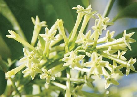 夜来香冬天怎么修剪