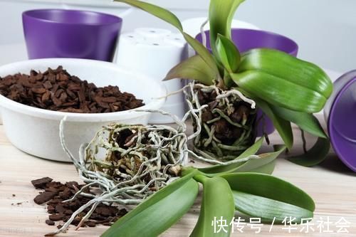 养好花离不开好的土壤,8种适合家庭养花的土壤,养花爆盆