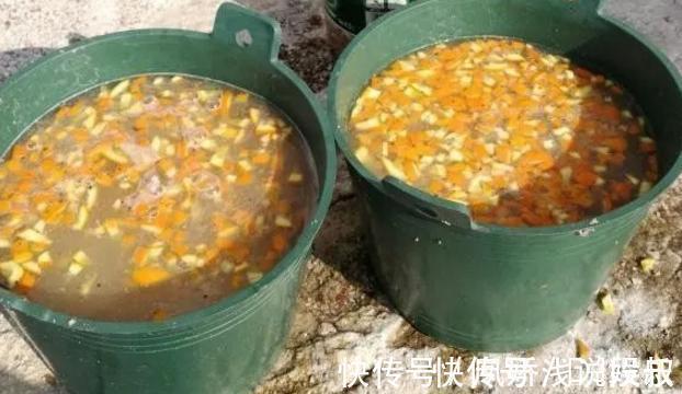 香蕉、橘子的果皮该怎么处理？养花人：全变废为宝、酵肥