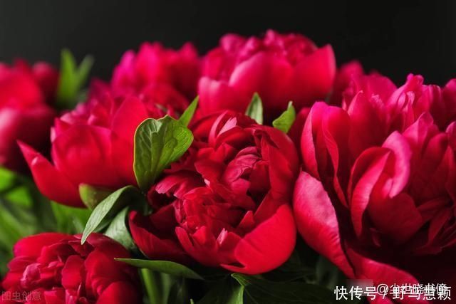 一首流传很广的唐诗，每一句都是千古名言，写出了不一样的牡丹花