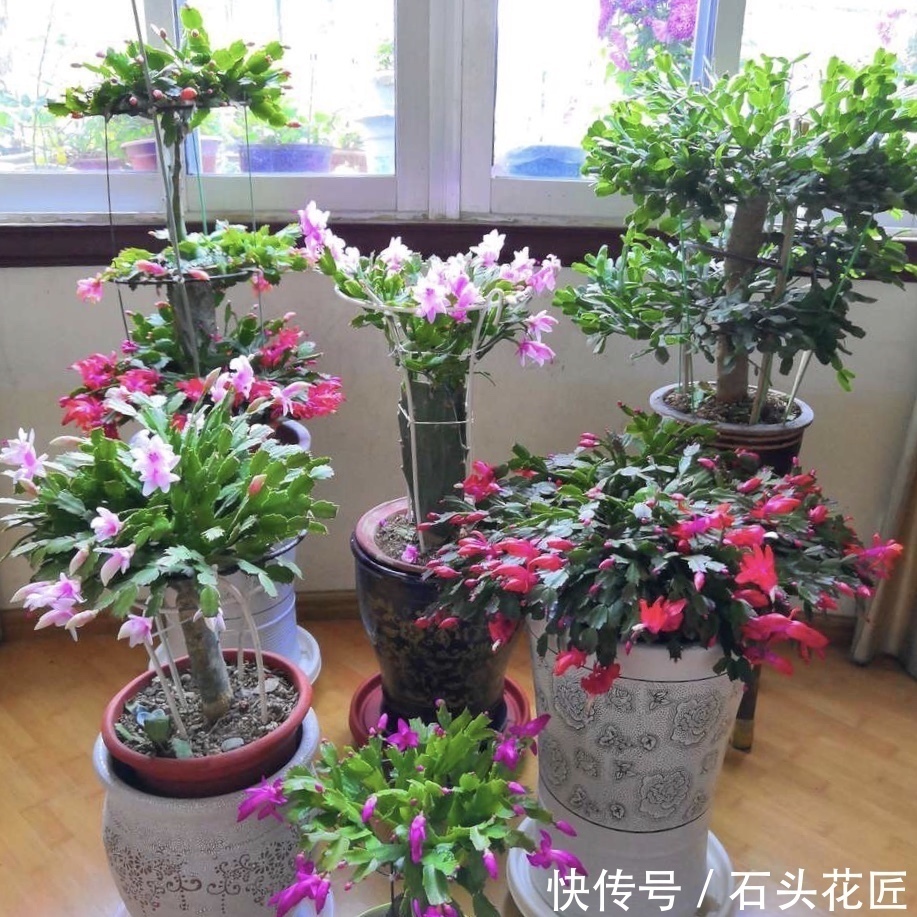 养分|蟹爪兰花苞“蔫不拉几”，这叫做“消苞”现象，有3个原因要知道