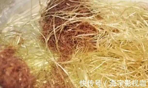 蒲公英水|17岁女生因一壶蒲公英水,送入医院,提醒蒲公英泡水有4大禁忌