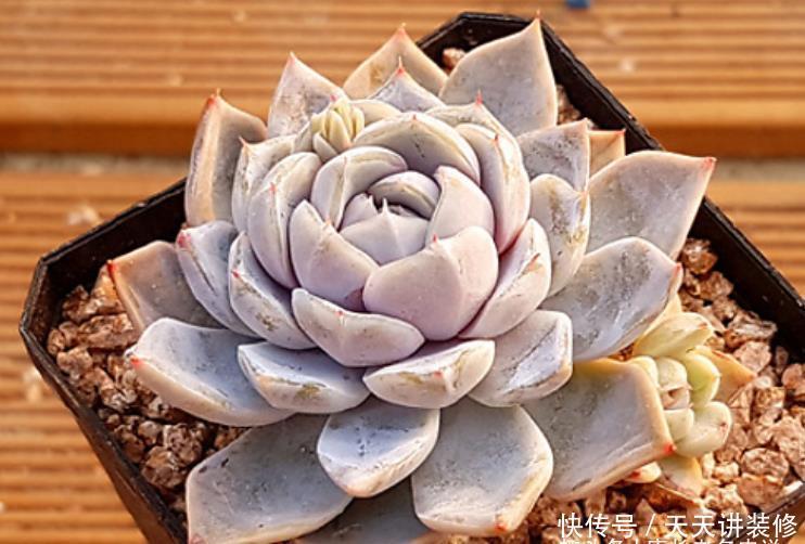 多肉粉蓝鸟和雪兔都非常的好养,那么哪个品种更适合阳台养护呢?