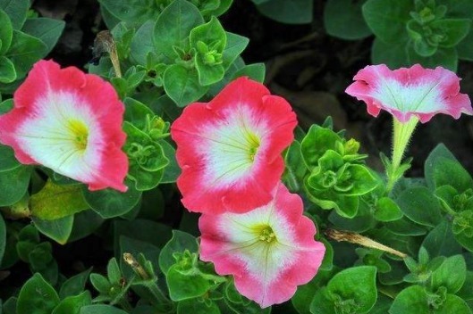 夏天花都蔫了不妨试试这5款小花,年年开花不断,花色多又艳