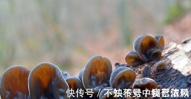 白醋|木耳别直接加清水泡,教你正确的方法,快速浸泡好口感佳!