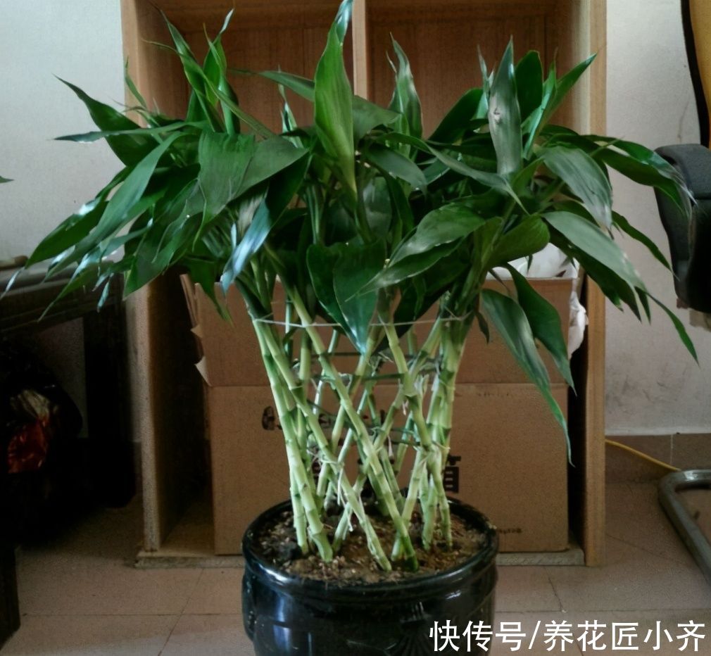 枝条|不会扦插不要急，这6种植物，一根枝条剪成多段，插土里就活