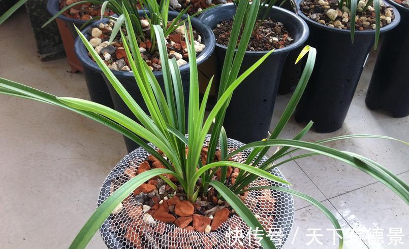 兰花焦尖,该不该剪掉?分情况,还需多注意日常打理